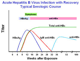 Hepatitis B viral antigens and antibodies detectable in the blood following acute infection